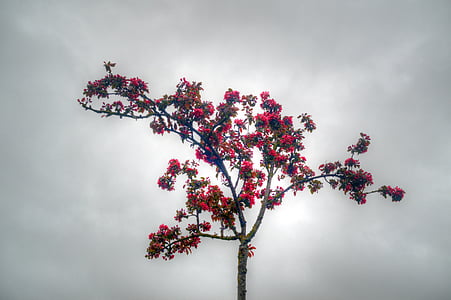 arbre, cel, gris, natura, branques, flor, floració