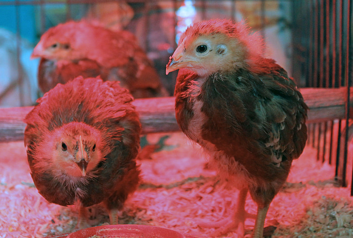 lâmpada de calor, luz vermelha, garota, frango, Rhode island red, galinha, bebê