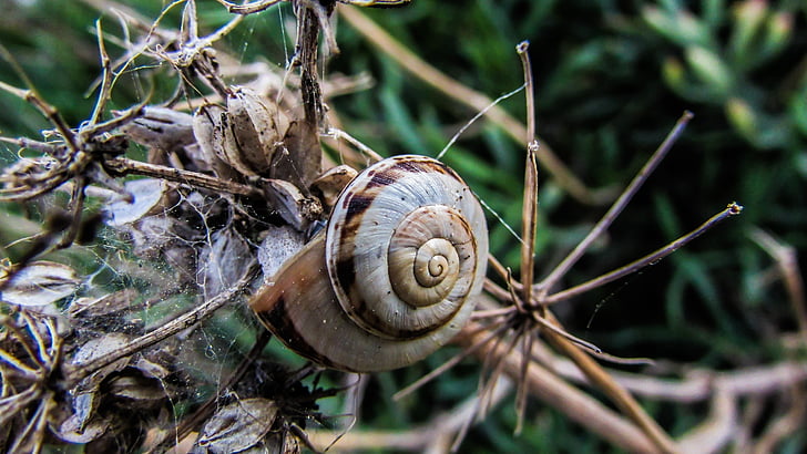 snail, nature, shell, helix, environment, wildlife, cyprus