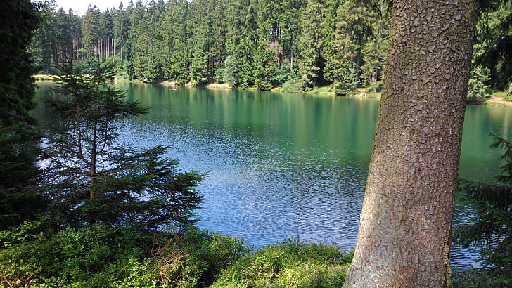 лято, смола, езеро, природата, гора, дърво, вода