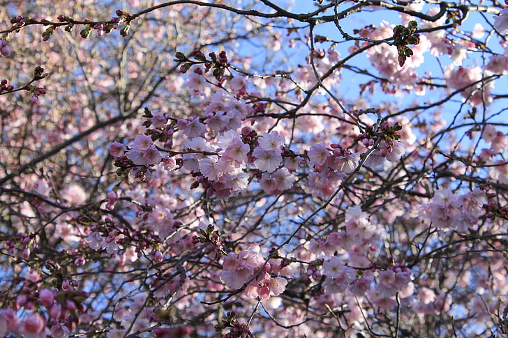 kirsebærblomster, blomster, træ, forår, Pink, natur, Smuk