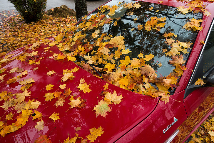 auto, alfa romeo, gulietta, red, maple, autumn, leaf