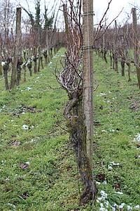 vines, vine, winegrowing, vineyard, wine, landscape, winery