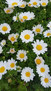 Chrysant, kogiku, witte bloemen, ingemaakte plant, bloementuin, kleine bloem