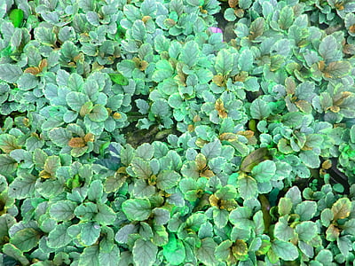 fulla, creixent, planta, fulles, colors, Sri lanka, verd