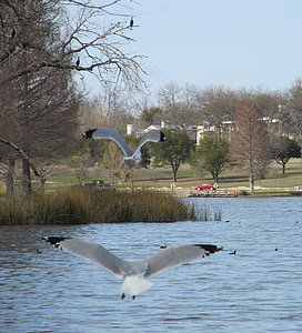 birds, seagulls, flying, lake, shore, waterfowl, nature