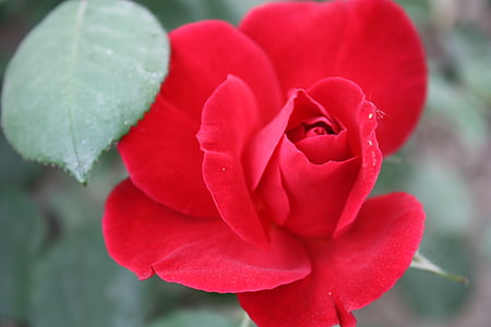 Нанянг розова градина, Китайска роза, растителна