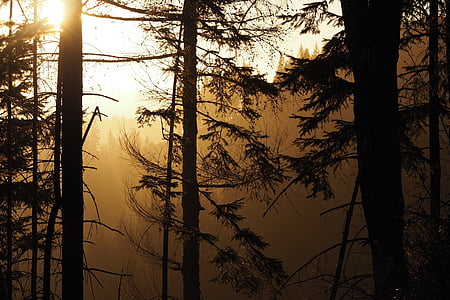 δάσος, δέντρα, τοπίο, Χειμώνας, δάση, ομίχλη, άλσος των δέντρων