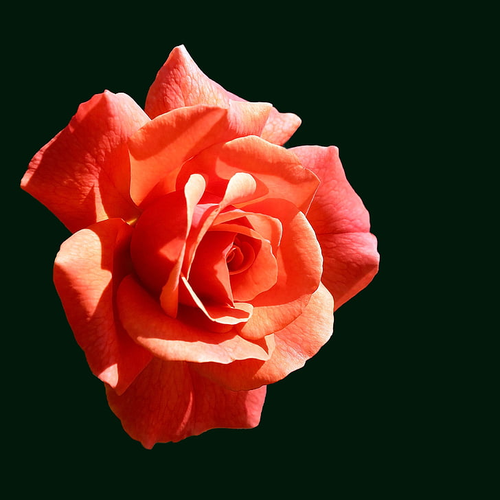 Роза, Ориндж, оранжева роза, Блосъм, Блум, цвете, Роза цъфти