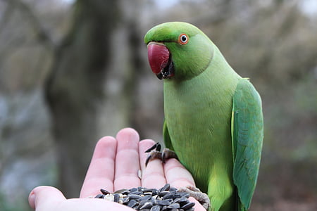 parakeet, bird, nature, green, animals, plumage, animal