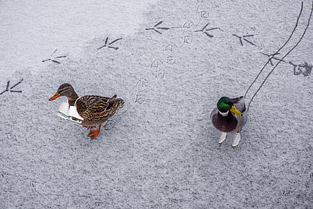 ducks, ice, skates, water bird, frozen, snow, winter