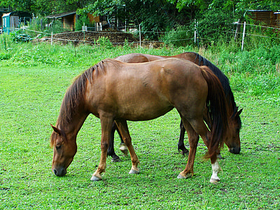brown horses, browse, hoofed animals