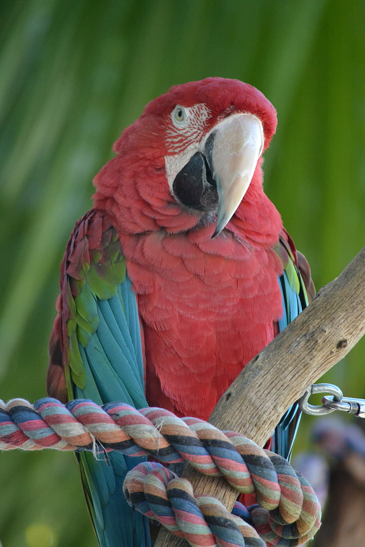 parrot, red, animals