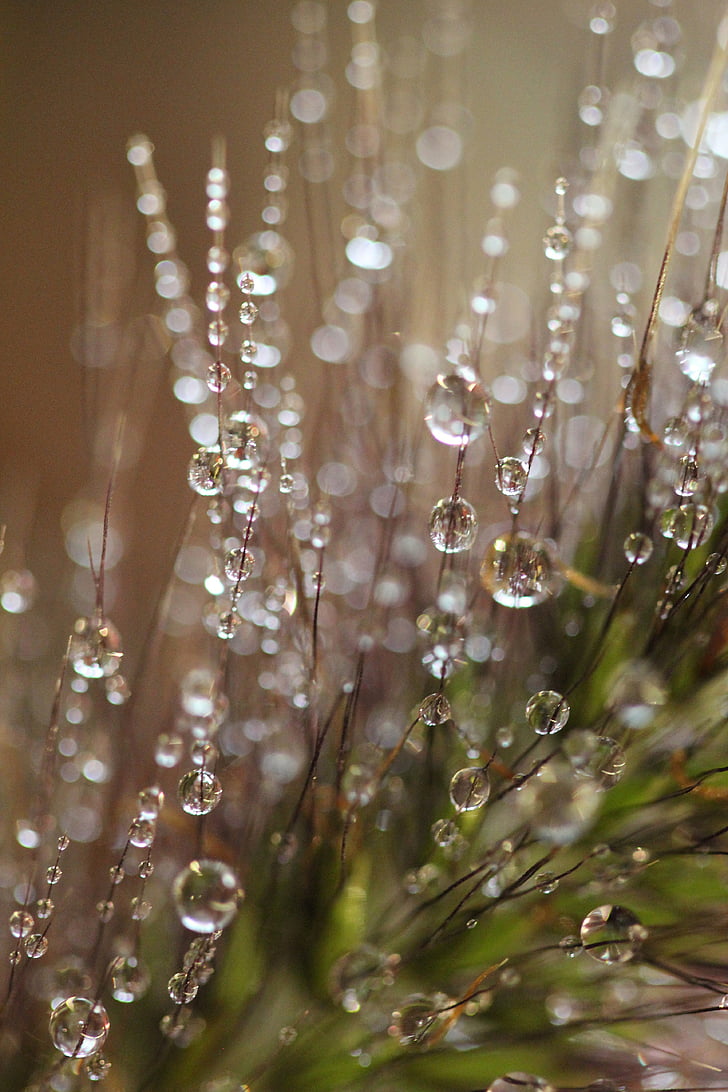 dewdrops, ตอนเช้า, ธรรมชาติ, หญ้า, ฤดูใบไม้ผลิ, เปียก, ธรรมชาติ