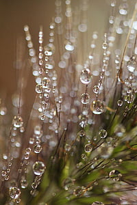 dewdrops, morning, nature, grass, spring, wet, natural