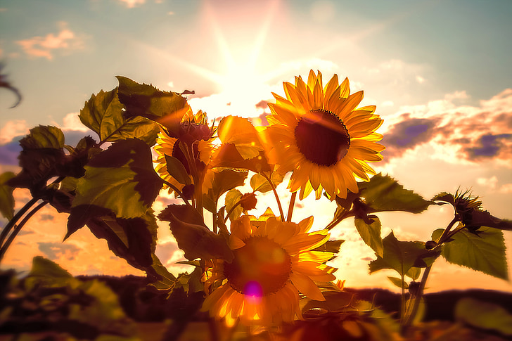 Sun flower, światło, Żółty kwiat, Sunshine, kwiat, Bloom, ogród