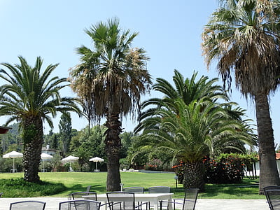 palmer, terrasse, utmerket, sjøen, Palm