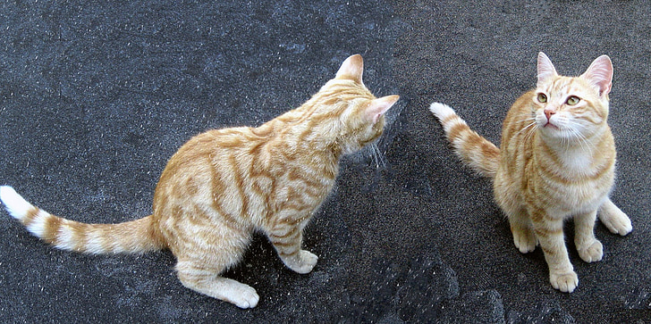 Tomcat, кошка, кошки