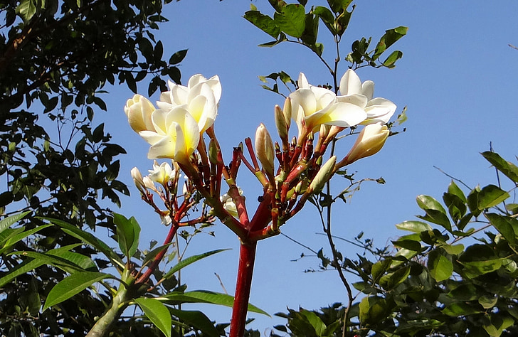 Plumeria, común frangipani blanco, flor, tropical, Hubli, India