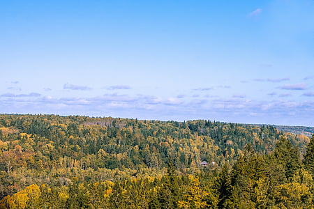 borovice, krajina, Krajina na podzim, Les, Příroda, zelená, pohled