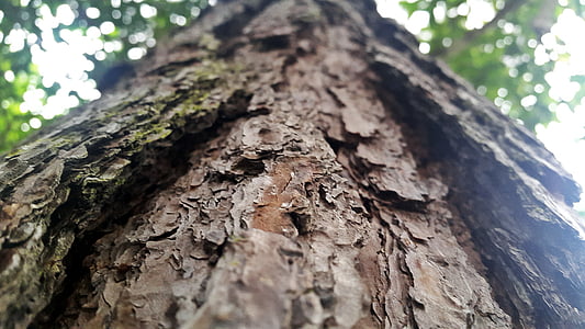 perspektive, tekstura, drvo, kore drveta, priroda, šuma, stabla