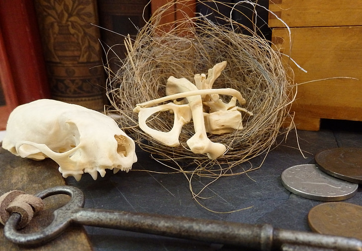 skull, bones, nest, key