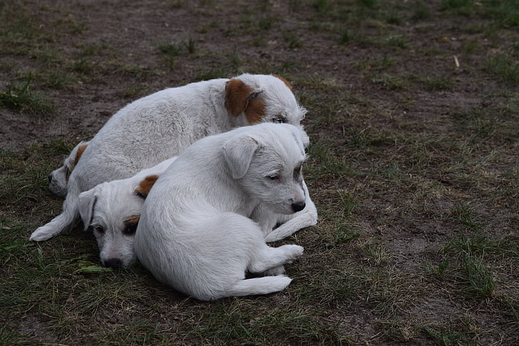 anjing, anak anjing, anjing anjing, Parson russell terrier