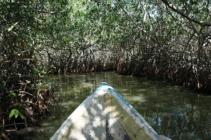 mangroves, Forest, Colombie, arbres