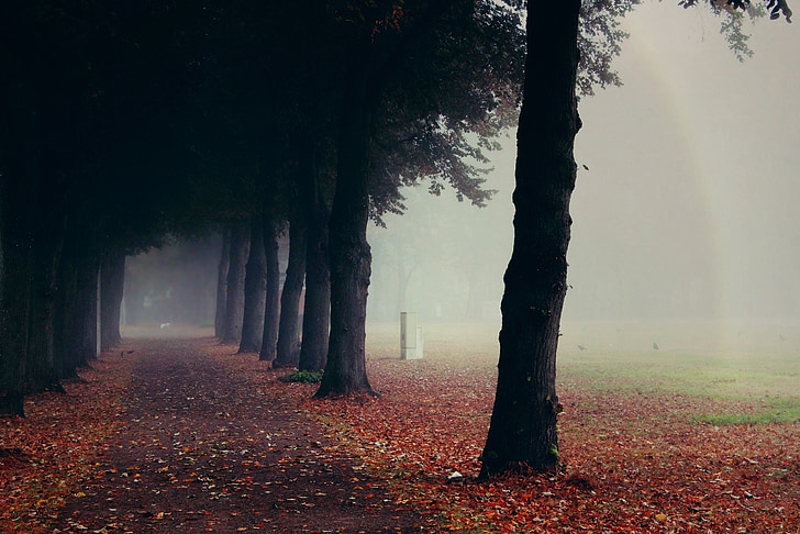 ομίχλη, δέντρα, φύση, μακριά, τοπίο, το φθινόπωρο, το πρωί