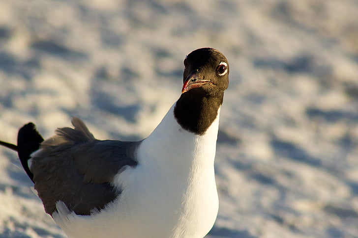 seagull, gull, close-up, bird, sand, beach, pose