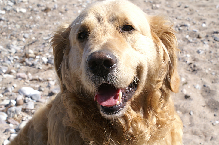 kuldne retriiver, koer, Labrador, looma, portree, Sulgege, loomade portree