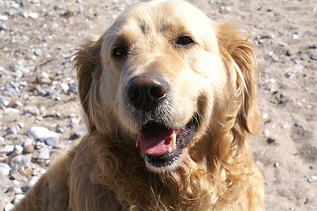 Golden retriever, anjing, Labrador, hewan, potret, Tutup, hewan potret
