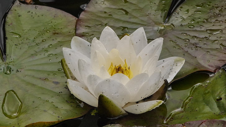 water lily, weis, pond