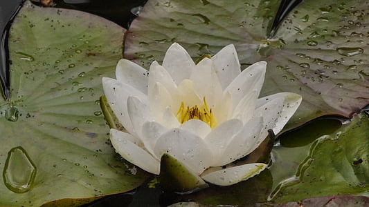 water lily, Weis, Ao