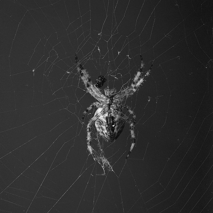 pajek, orbweaver, prečkal, Web, narave, Arachnid, makro