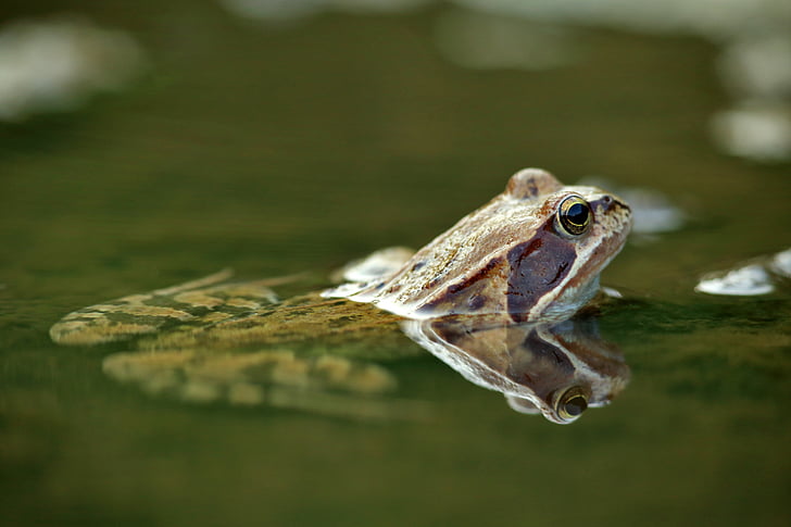 the frog, water, amphibian, nature, animal, wild, the creation of