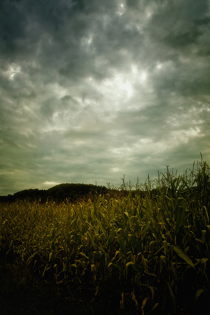 field, corn on the cob, landscape, clouds, dramatic, mood, cloudiness