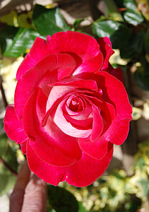 Rosa, vermell, flor, bellesa, floral, pètal, flor