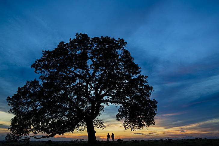 tree, people, silhouettes, sunset, sky, clouds, landscape