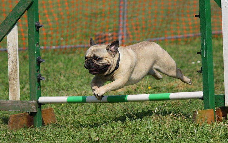 dog, pug, training, jumping, breed, pedigree, pets