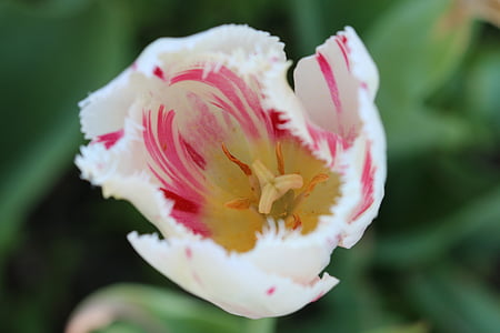 tulips, white, pink, yellow, flower, plant, nature