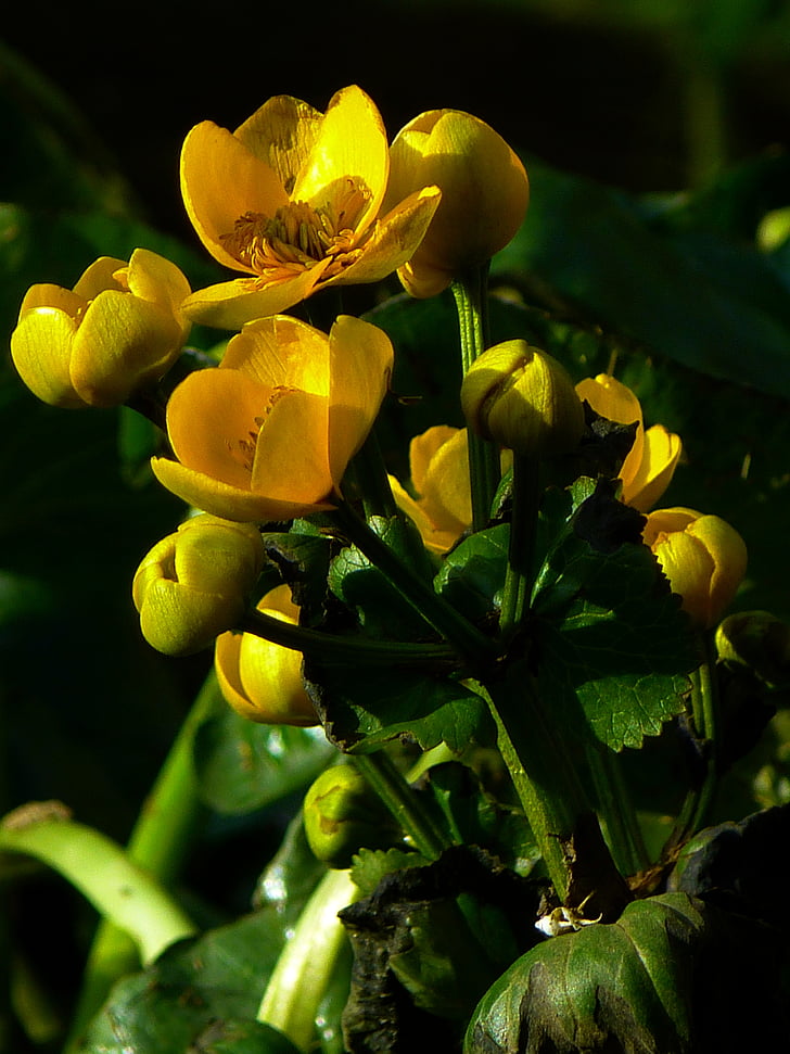 Caltha palustris, serra di piede di Hahnemann, giallo, pianta palustre, umido, acqua, Bach