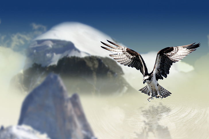 valge tailed eagle, lind, Raptor, röövlind, looma, sulestiku, kevadel