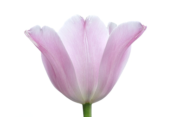 Tulipa, flor, planta, concurso, -de-rosa, pastel, flor de primavera