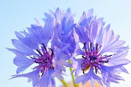 cornflower, blue, violet, purple
