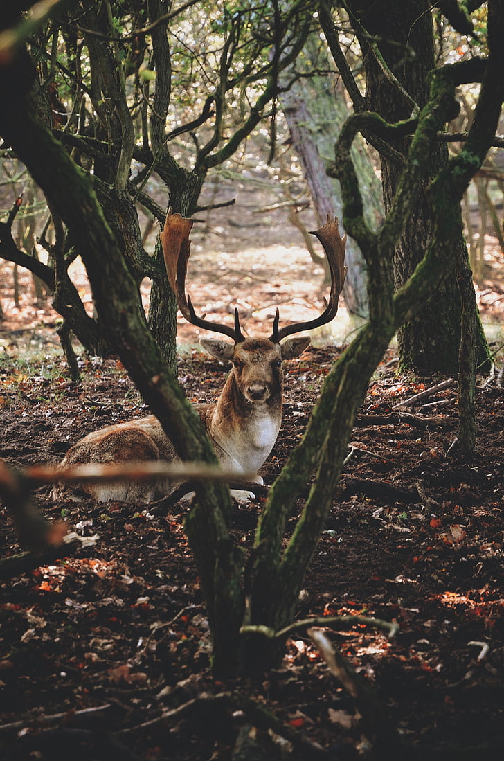 animal, antlers, buck, deer, forest, outdoors, trees