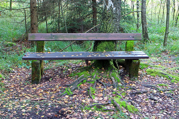 bank, wooden bench, seat, nature, forest, out, rest