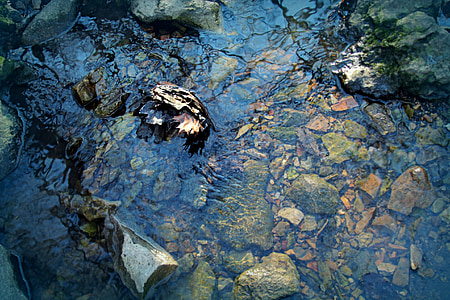 eau, flux de données, ruisseau, nature, flux, Wet, bleu