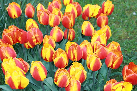 Tulipaner, blomster, afskårne blomster, plante, forår, natur, farverige