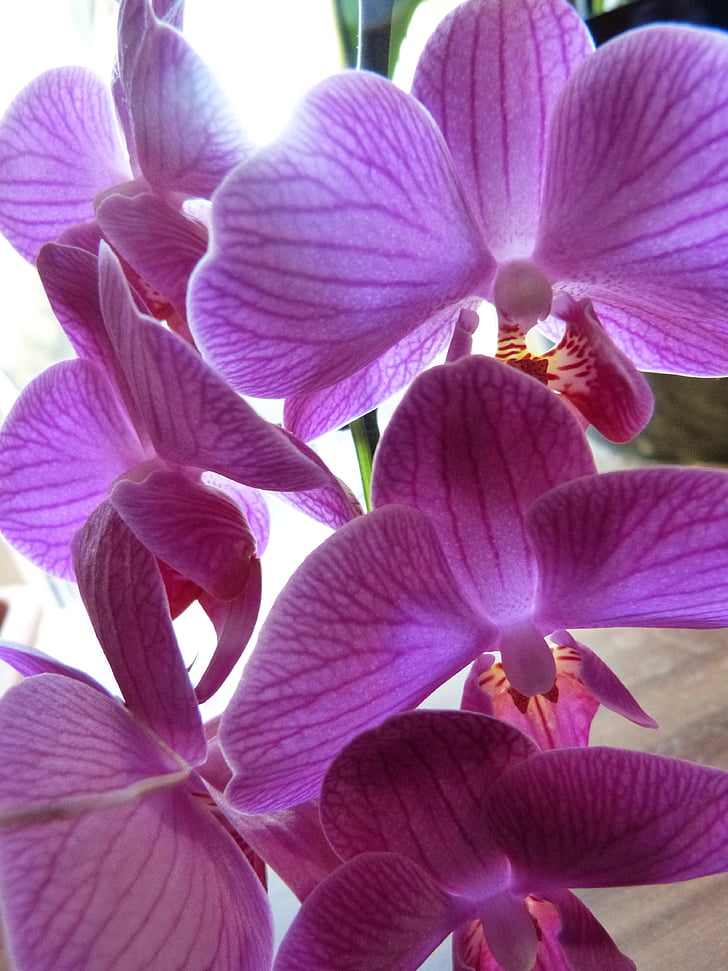 orquídia, porpra, lila, violeta, planta, flor, primavera